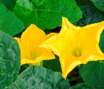 Pumpkin Flower