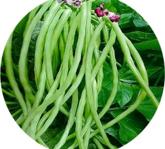 Yard Long Beans - Old Redesign Resized