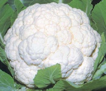 Cauliflower